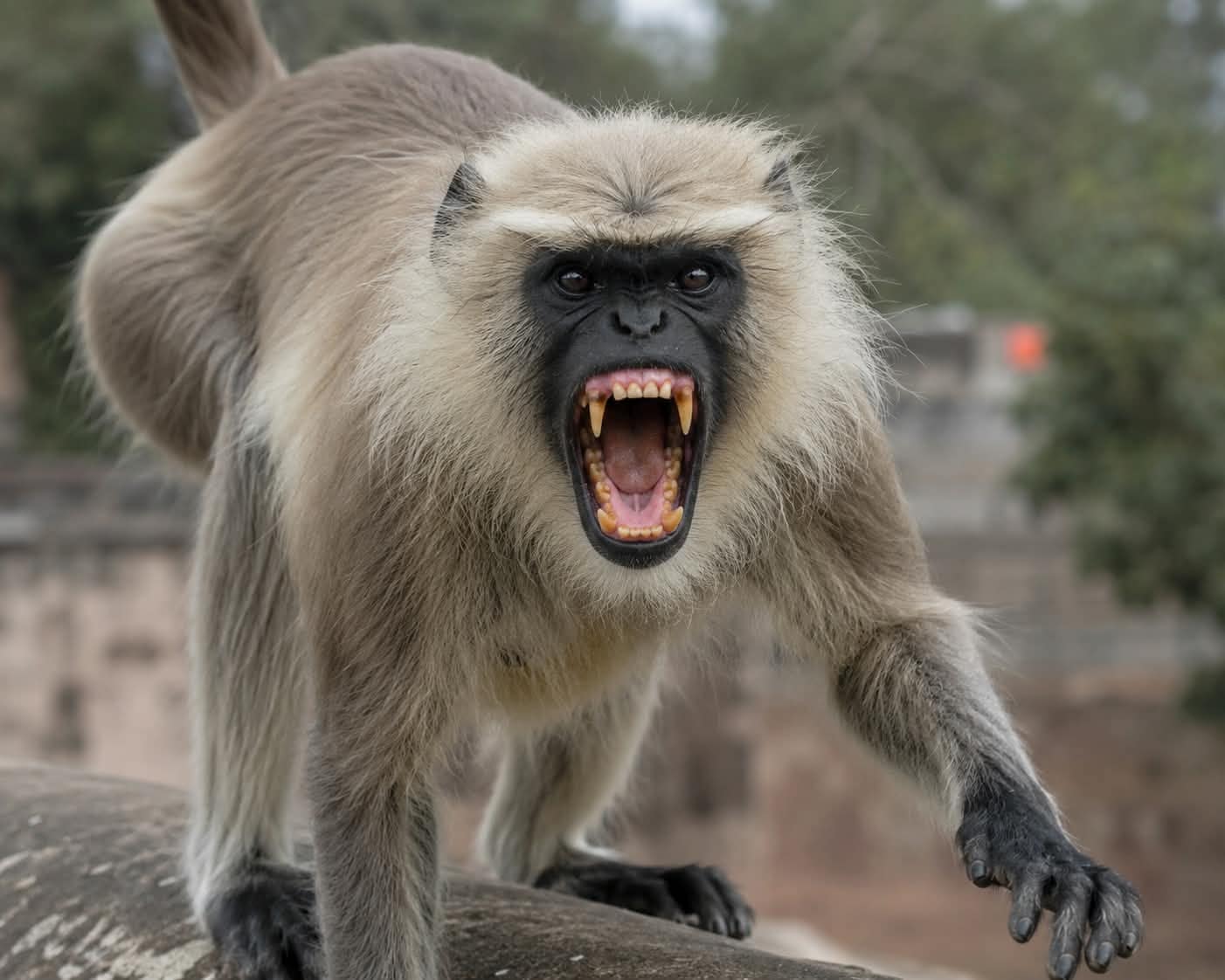 HAWKX EYE MONKEY CUTOUT 3D DECOY - Image 2