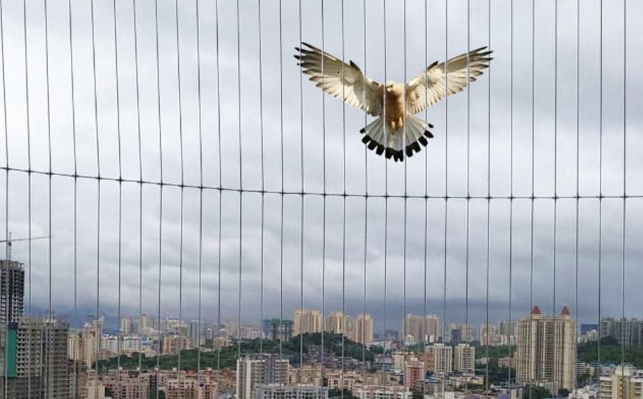 Anti-Bird Invisible Grill - Image 2